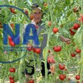 Skuplje je od zlata, ali donosi odličnu zaradu: Kod Himza iz Prijepolja rađa džinovski čeri paradajz koji može da obere…