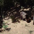 Oko Kosjerića tri, a na Jelovoj Gori jedan medved: Ostavljaju svoje tragove svuda, najviše kod hranilica za divlje svinje…