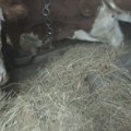 Zlatiborske krave sada daju organsko mleko: Stočari uveli novine, koriste samo so