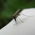 Večeras suzbijanje komaraca na Novom naselju