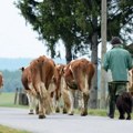 Nikitović (NLS): Poljoprivreda je zapostavljena jer nema prostora za korupciju