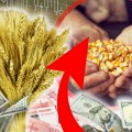 Produktna berza: Veća cena kukuruza i ječma, pšenica pojeftinila