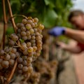 Za zasad hektara vinograda potrebno najmanje 25.000 evra