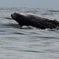 U Australiji uginuo 51 kit nakon masovnog nasukavanja