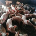 Tanasković: Eutanazirano 31.400 svinja, uskoro odjava zaraze u osam mesta