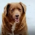 Uginuo je Bobi, najstariji pas na svetu