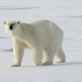 Prvi slučaj u svetu: Polarni medved uginuo od ptičjeg gripa
