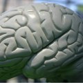 Mozak raste tokom generacija: Rođeni 1970-ih imaju sedam odsto veći mozak nego rođeni 1930-ih