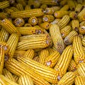 Zatišje na Produktnoj berzi: Manji obim trgovanja uz blagi rast cena žitarica