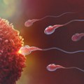Donor sperme pozivao žene na "prirodnu oplodnju" za 40 evra