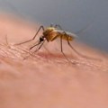 Zašto raste broj zaraženih virusom Zapadnog Nila? Doktor objašnjava ko je najviše ugrožen
