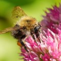 Ni pčele se ne vole baš sa svima: Naučnici otkrili kako teraju druge insekte sa cveća