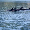 Našli smo plažu u Crnoj Gori na kojoj doručkuju delfini