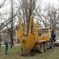 Specijalna mašina za sadnju drveća u Novom Sadu ozelenjava grad: Svakog dana premesti tri do pet stabala na nove lokacije…