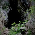 Neverovatno otkriće naučnika, ovo nikad nije viđeno: Pećina na istoku Srbije krila providno stvorenje, evo šta su otkrili…