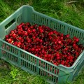 Poljoprivrednici gledaju u nebo i nadaju se kiši: Pripremite se za još više cene voća i povrća