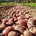 Poljoprivreda: Krompirov moljac