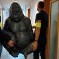 Полиција "спасила" огромног пластичног горилу "отетог" из ресторана