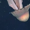 VIDEO: Snimljena retka džinovska meduza, može da naraste do 10 metara