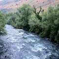 (Video) Gomila zmija visi na drvetu! Prolaznici snimili horor uz obalu Zete
