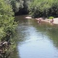 Uginuće ribljeg fonda u Tisi kod Sente: Pokrenuti hitni postupci radi utvrđivanja uzroka