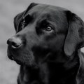 Crni labrador spasen u Škotskoj, sumnja se da je pojeo kanabis