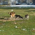 Puste koze i travnjak kao tepih: Evo kako Novobeograđani iz blokova održavaju zelene površine i to za džabe (video)