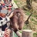 Uznemirujući video kruži internetom: Turistkinja dodirnula majmuna a onda je nastupio pravi užas