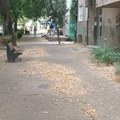 Prve slike sa mesta tragedije! Nevreme oborilo drvo u Novom Sad, povređena žena i dete!