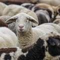 Na teritoriji Bosilegrada potvrđena bolest plavog jezika kod ovaca