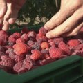 Udruživanje poljoprivrednika u Srbiji: Zadruge kao odgovor na krizu i izazove tržišta