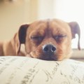 Veterinarka otkrila o čemu psi razmišljaju pred kraj: "To je poslednji dar koji možete da im date"