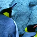 Pingvini u zoo-vrtovima – lagodan život ima cenu, brže se stari