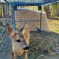 "Našao sam ga u kukuruzu, nije bilo veće od kilogram": Radiša u dvorištu odgaja preslatko lane FOTO