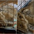 Novi snimak lavića nađenog kod Subotice kida dušu Situacija nije dobra, životinja ima poseban tretman: "Držimo joj…