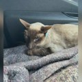 Životinje: Mačka prešla 1.200 kilometara u motoru kombija