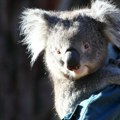 Par pronašao koalu u spavaćoj sobi: „Jedan običan dan u Australiji“ (VIDEO)