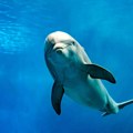 Ispovest žene koja je spavala sa delfinom! Bio je uzbuđen, pa je rešila da uradi jednu stvar: Odveli ga, a on svisnuo od…