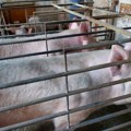 Ivanjac: Tri žarišta afričke kuge svinja u Srbiji, odmah obavestiti veterinara