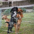 Uhapšen muškarac koji je ubijao štence i snimke objavljivao na mrežama