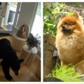 Pomeranac velikog srca: Ljubimac težak tri kilograma se neustrašivo suprotstavio medvedu koji mu je ušao u kuću (VIDEO)