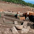 Više od 1.000 krava i konja na Suvoj planini opet bez kapi vode, „piju“ je iz blata u bazenima: Niška odbornica Tamara…