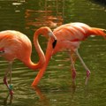 Nisu ni plavi, ni zeleni! Ali mogu biti crni! Evo zašto su flamingosi ružičasti: Supermodeli među pticama imaju zanimljivu…