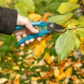Децембар је право време за ове баштенске радове: Стручњак саветује шта треба да урадите - једна ствар је најважнија