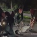 (VIDEO) Tim policije uklanjao sa puta aligatora dužeg od četiri metra