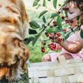 Istraživanje pokazalo da psi mogu uticati na jačanje imuniteta kod beba