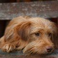 Užasavajući slučaj u Šancu kod Kruševca: Dvomesečnom štenetu odsekli rep i ostavili ga pored gradske česme