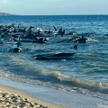 Tuga na obali Australije: Nasukalo se 140 kitova, pokušavaju da ih vrate u dubinu, za 26 nije bilo spasa