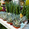 Dva mirisna dana u Banji Koviljači: Neverovatni primerci na Sajmu cveća! Goranovi kaktusi iz srca Šumadije prava su…