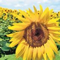 Organska proizvodnja: Strože kontrole i obavezna registracija